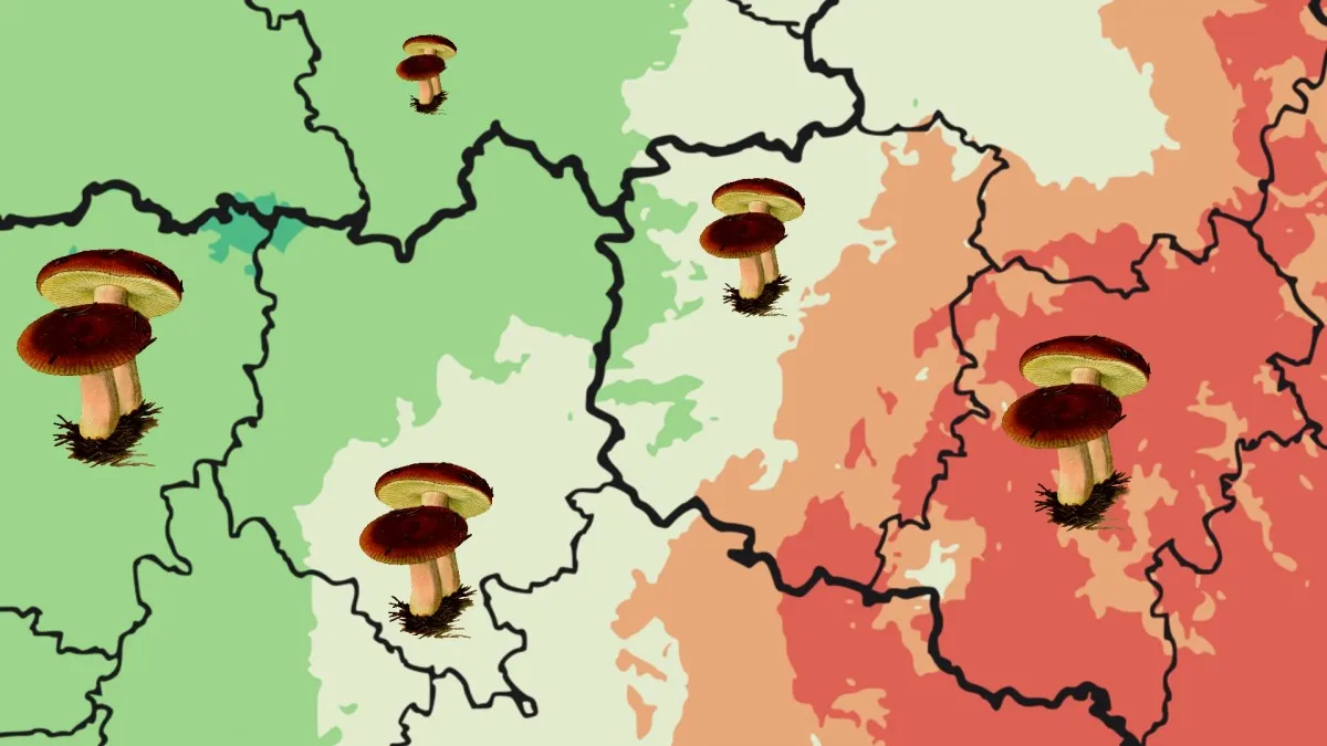 Aktualizovaná mapa ukazuje, kde právě rostou houby