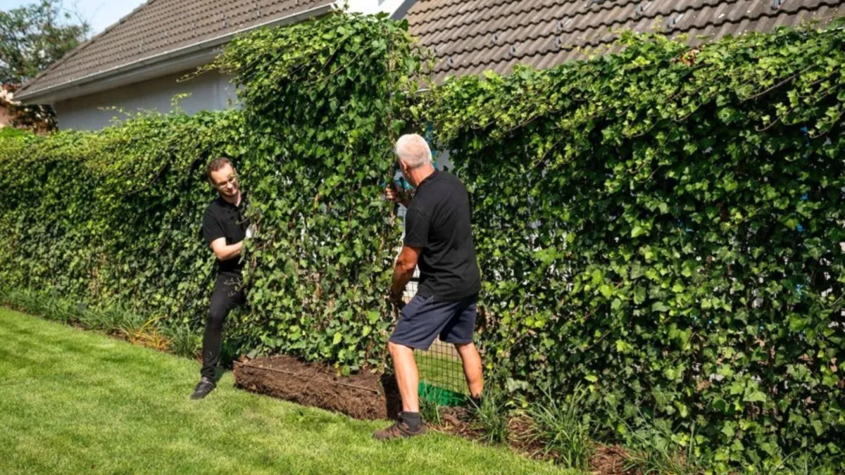 Živý plot během jednoho dne. Nový trend se rychle dostává i do českých zahrad