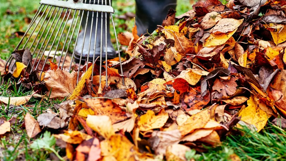 Mirek našel řešení, jak si poradit s listím na zahradě