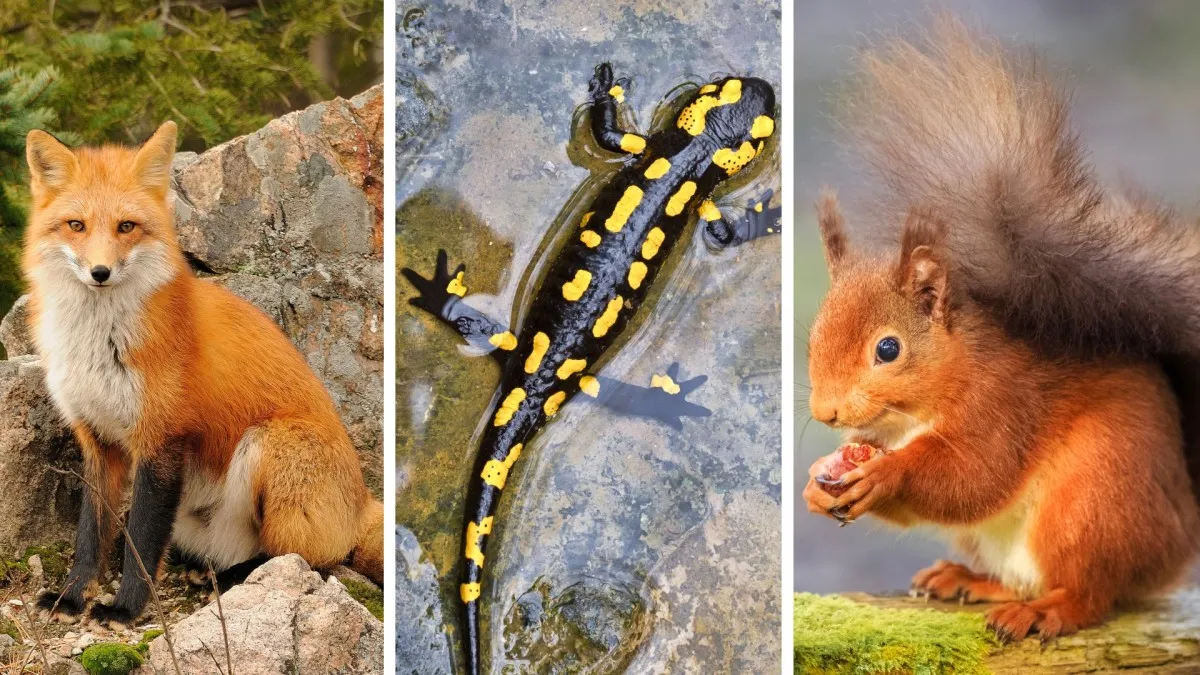 Poznáte zvířata, která žijí v českém lese?