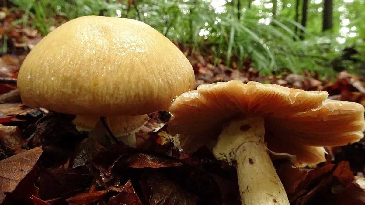 Méně známá houba