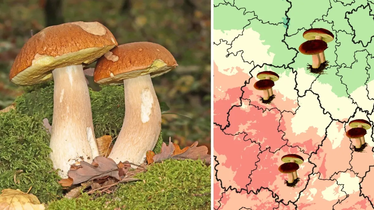 Detailní mapa všech okresů ukazuje, kde stále rostou houby