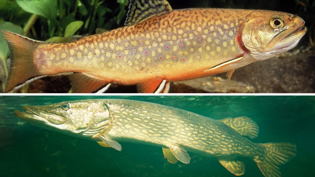 Zvládnete poznávačku českých ryb?