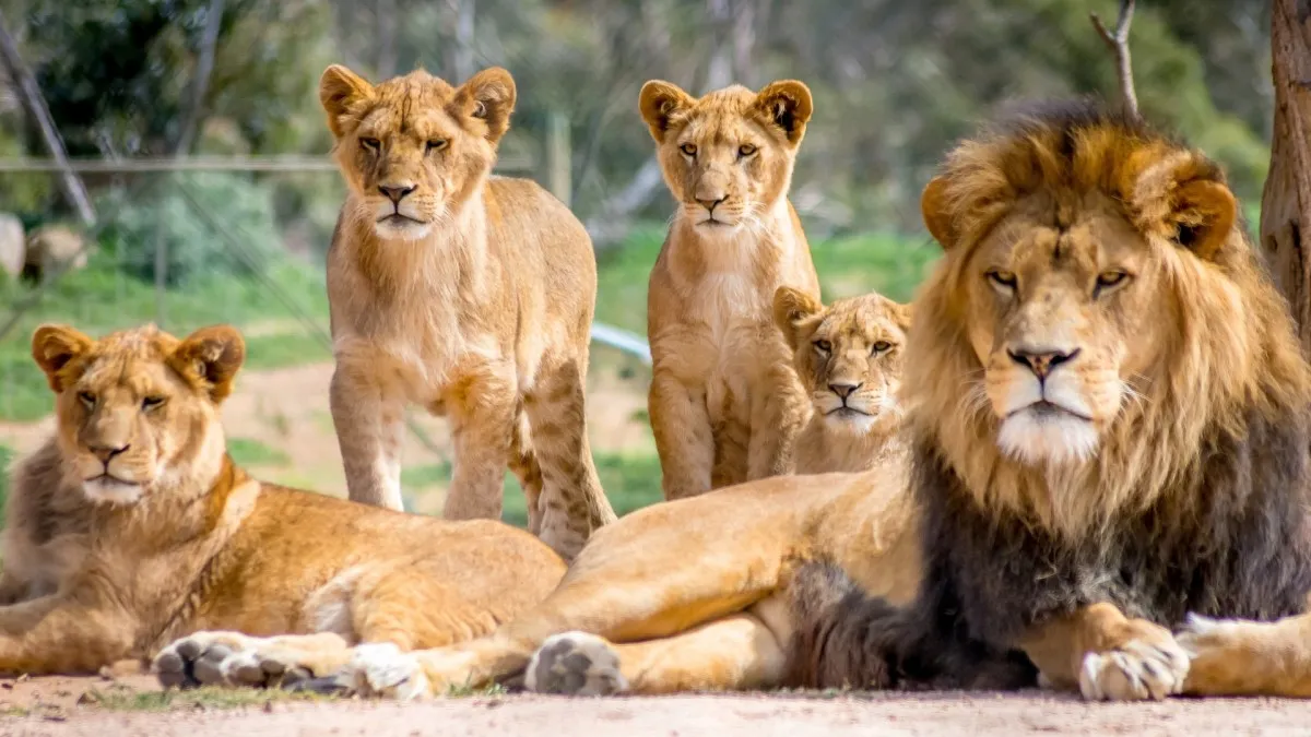 Troufnete si na přírodopis základní školy?