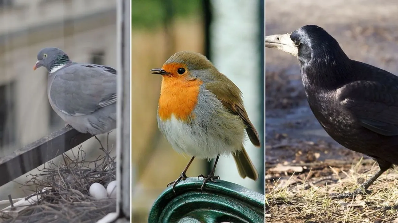 Kvíz české ptactvo