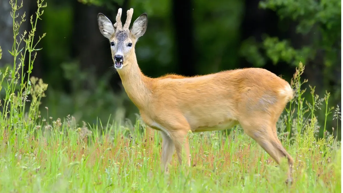 Poznáte česká zvířata?